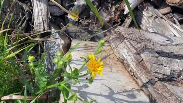 Χόρτο Grindelia Κίτρινα Λουλούδια Στο Λιβάδι Ένα Χόρτο Φυτρώνει Κοντά — Αρχείο Βίντεο