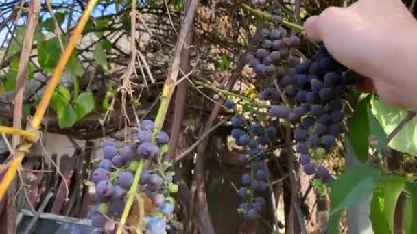 Grape Harvest Pluck Branch Blue Wine Grape Lidia Suburban Estate — Stock video