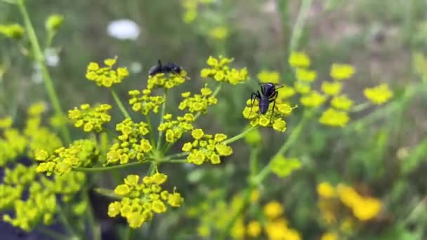 Sarı Kır Çiçekleri Rüzgarda Sallanıyor Yeşil Çayır Çiçekleri Sarı Tarla — Stok video