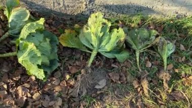 Hasat, büyük lahana kafaları. Büyük yeşil lahana, lahana kafa. Yeşil yapraklar, sebzeler, yuvarlak lahana. Tarım arazisinden hasat yapıyoruz. Tarım, ev sebzeleri. Çiftçilik