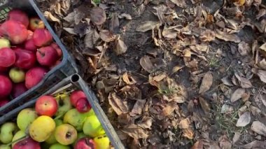 Bahçıvanlık, hasat, elma toplama, bahçe, hasat, olgun elma! Tarım arazisi, plastik kutuda elmalar. Kırmızı ve yeşil elmalar. Semyrenko elmaları. Büyük kırmızı elma, ev meyveleri, meyve ağaçları..