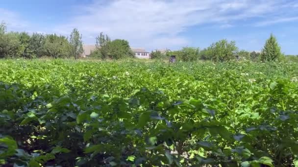 Сельскохозяйственные Земли Картошечное Поле Зеленый Сад Растет Картошка Картофельные Цветы — стоковое видео