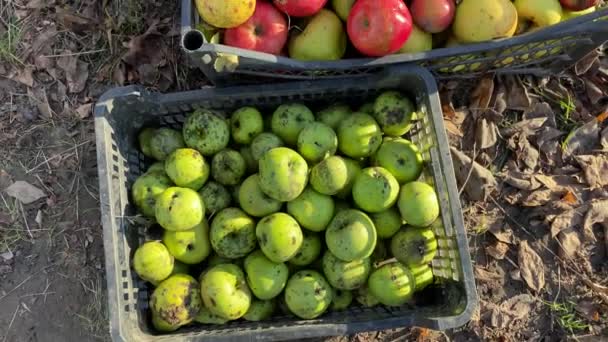 果樹園 緑と赤のリンゴの収穫 果樹園 プラスチック製のバスケットに赤と緑のリンゴ 大きなジューシーな果物 Gmoなしでおいしい自家製のリンゴ キャベツ — ストック動画