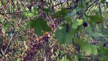 Kelebek, rüzgarda sallanan kuşüzümü yaprağının üzerinde oturur. Kuşüzümü çalısı boyunca kamera kabloları var. Tarım tüm ihtişamıyla. Frenk üzümü..