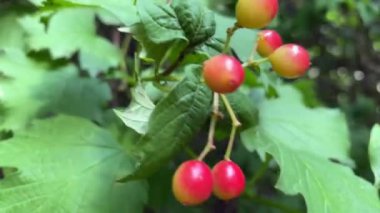Kamerayı olgunlaşmamış viburnum meyvelerinden uzaklaştırmak. Ağaç dallarında viburnum meyveleri. Yazın çekim. Yüksek kalite 4k görüntü
