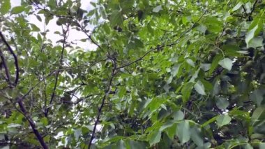 Ceviz ağacında büyük cevizler. Olgunlaşmamış yeşil cevizler bir dala asılı. Yeşil yapraklar ve olgunlaşmamış fındık. Ceviz meyvesi. Yeşil kabuklu çiğ ceviz. Yüksek kalite 4k görüntü