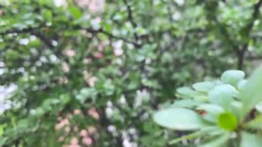 Thunbergia yazı kırmızı böğürtlen. Bahçe parkında mor yeşil yapraklı dallarda böğürtlen çiçekleri. Yüksek kalite 4k görüntü