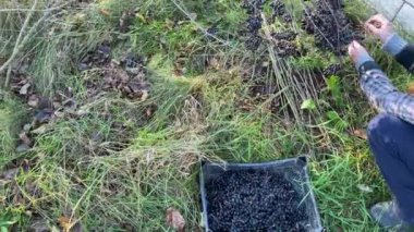 Siyah Rowan topluyoruz. Bir sürü böğürtlen, çalılıklardan sarkan bir sürü tıbbi böğürtlen. Sonbahar, yaban mersini toplama mevsimidir. Yüksek kalite 4k video