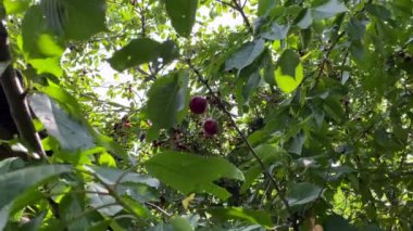 Kiraz ağacının dalında kırmızı kirazlar asılı. Ağaç boyunca kamera tavası ve sulu kırmızı kiraz meyveleri..