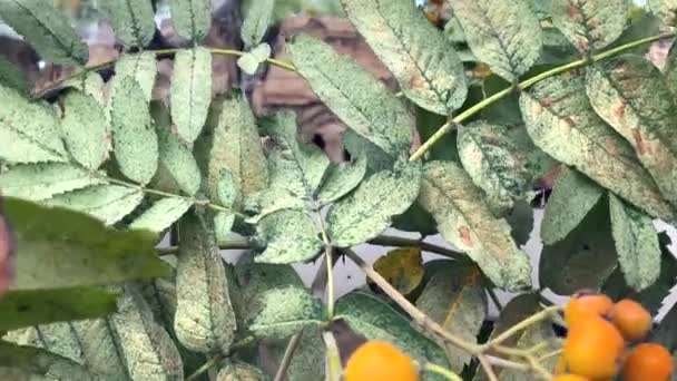 Vogelbeerzweige Mit Reifen Früchten Nahaufnahme Orangefarbene Trauben Von Vogelbeeren Auf — Stockvideo