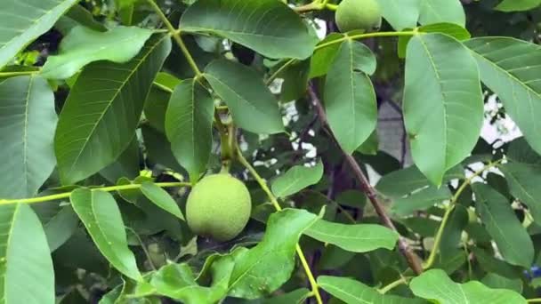 Kamera Přiblíží Velké Vlašské Ořechy Zavěšené Větvích Stromů Velké Zelené — Stock video