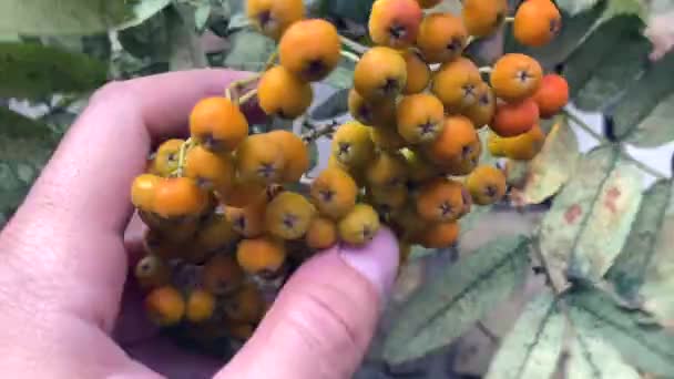 Bergas Een Boom Natuur Een Paar Sinaasappelbessen Trossen Van Rowan — Stockvideo