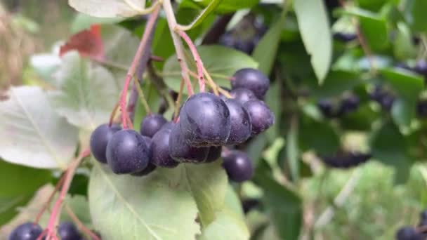 手は風に揺れる黒いローワンの木の果実を選ぶ 国内で収穫 自然の美しさ 暖かい秋の日 近くにソフトライト 高品質4K映像 — ストック動画