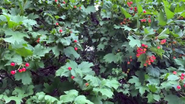 Ramos Bagas Vermelhas Guelder Aumentou Arbusto Viburnum Opulus Dia Ensolarado — Vídeo de Stock