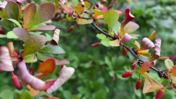 黄色和绿色的桑树枝条在风中摇曳 桑树的红色果实仍然是相当绿的 夏天的一天 高质量的4K镜头 — 图库视频影像
