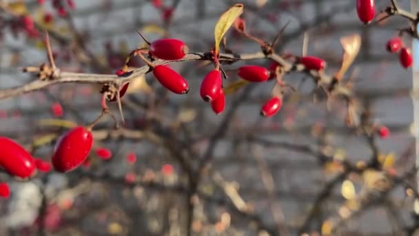 Kamera Roztacza Się Wzdłuż Krzewu Jagodowego Dojrzałymi Czerwonymi Jagodami Zwisającymi — Wideo stockowe