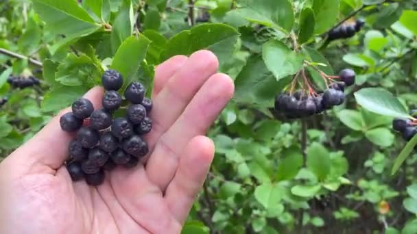 Récolte Dans Pays Buisson Avec Des Glands Rowan Noir Beauté — Video