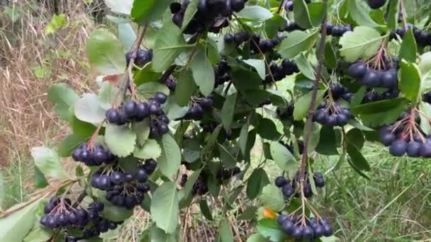 黒いローワンフルーツのブラシ 枝に9月に丸い形の黒いリンゴ ズームインフレーム高品質4K映像 — ストック動画