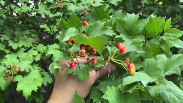 Kırmızı Viburyumun Büyük Meyvelerini Inceler Çalıları Eğip Olgun Olgunlaşmamış Meyvelere — Stok video