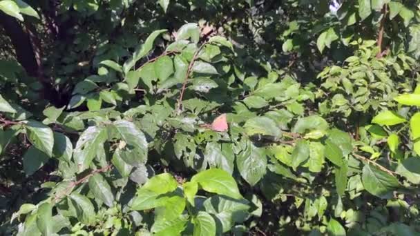 在醋栗丛上的蝴蝶 一个有果树灌木的花园 高质量的4K镜头 — 图库视频影像