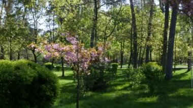 Sakura budanmış çalıların ve uzun ağaçların arasında. Parktaki baharda çiçek açan genç sakura, uzun ağaçların ve çalıların arasında, yeşil çimlerin arasında. Rüzgâr, beyaz kiraz çiçeklerini sallıyor. Yüksek kalite 4k video