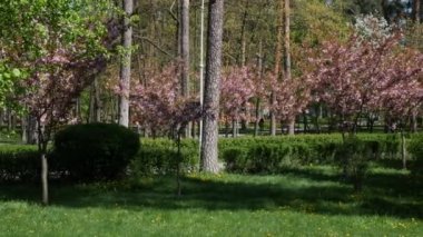 Cerci kanadensis çiçekli ağaçlar. Mayıs ayında şehir parkının bitkileri. Çiçek açan bir şehir parkı, ağaçlar boyunca kamerayı çeviriyor ve çiçek açmaya başlıyor. Kanadensis pembe çiçeklerle çiçek açmış. Yüksek kalite 4K görüntü.