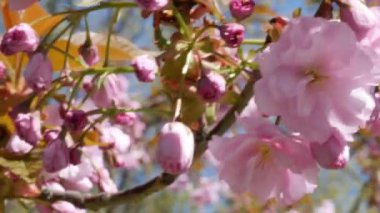 Parkta kiraz çiçeklerinin yetiştiği yeşil bir çimen. Pembe bahar çiçekleri. Şehrin büyük yeşil parkında çiçek açan sakura ağaçları. Sakura ile cadde boyunca bir yürüyüş. Pembe bahar çiçekleri. Yüksek kalite 4k görüntü
