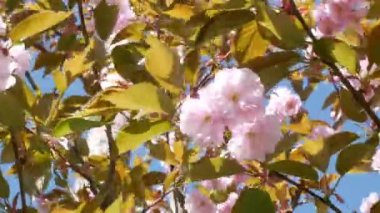 Parkta kiraz çiçeklerinin yetiştiği yeşil bir çimen. Pembe bahar çiçekleri. Şehrin büyük yeşil parkında çiçek açan sakura ağaçları. Sakura ile cadde boyunca bir yürüyüş. Pembe bahar çiçekleri. Yüksek kalite 4k görüntü