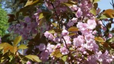 Parkta kiraz çiçeklerinin yetiştiği yeşil bir çimen. Pembe bahar çiçekleri. Şehrin büyük yeşil parkında çiçek açan sakura ağaçları. Sakura ile cadde boyunca bir yürüyüş. Pembe bahar çiçekleri. Yüksek kalite 4k görüntü