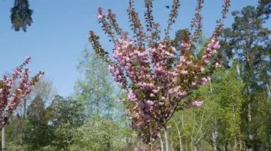 Parkta kiraz çiçeklerinin yetiştiği yeşil bir çimen. Pembe bahar çiçekleri. Şehrin büyük yeşil parkında çiçek açan sakura ağaçları. Sakura ile cadde boyunca bir yürüyüş. Pembe bahar çiçekleri. Yüksek kalite 4k görüntü