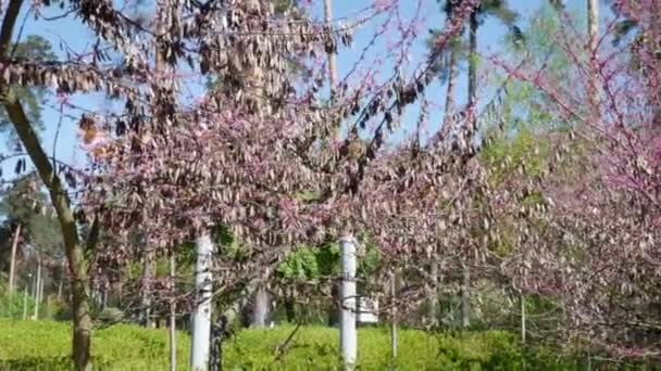 Cercis Canadensis Blommande Träd Växter Stadsparken Maj Blomstrande Stadspark Som — Stockvideo