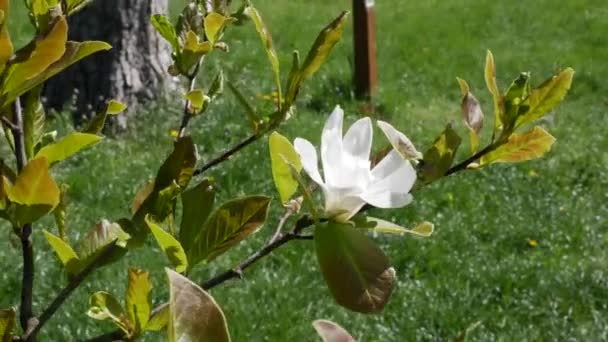 仙人掌开花的树 五月公园的植物 一座盛开的城市公园 沿着已经开始开花的树木铺满了摄像机 仙人掌开着粉红色的花 高质量的4K片断 — 图库视频影像
