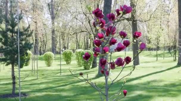 一棵美丽的勃艮第木兰花树在风中摇曳 许多红色的花 令人难以置信的美丽的没有叶子的木兰花 在公园里的风中长出了一个红色的勃艮第木兰花芽 高质量的4K镜头 — 图库视频影像