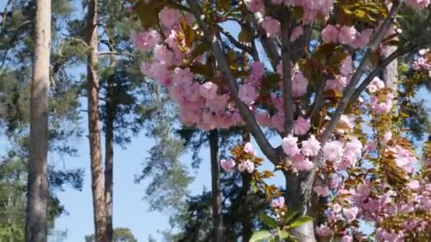樱花盛开的公园里有一片绿色的草坪 粉色春花 在这个城市的绿色大公园里 绿树成荫 和Sakura一起走在大街上粉色春花 高质量的4K镜头 — 图库视频影像