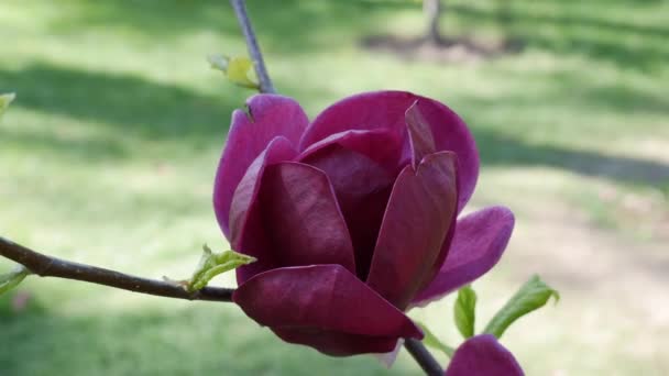 Close Van Een Bordeaux Magnolia Bloem Bloeiende Magnolia Een Tak — Stockvideo