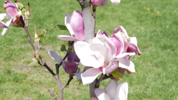 美しいピンクのマグノリアが咲く 春にはマグノリアの開花が終わります 白いマグノリアの花 マグノリアの開花 白色のマグノリアの花は背景がぼやけてしまいます 春に花を咲かせます 高品質4K映像 — ストック動画