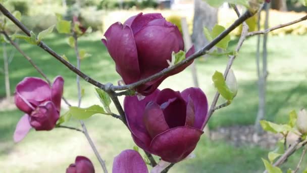 Rode Magnolia Bloemen Zwaaien Een Tak Veel Grote Rode Bloemen — Stockvideo