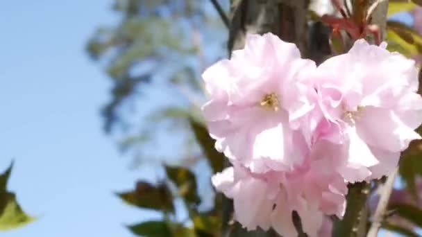 Gramado Verde Parque Onde Flores Cereja Crescem Flores Cor Rosa — Vídeo de Stock