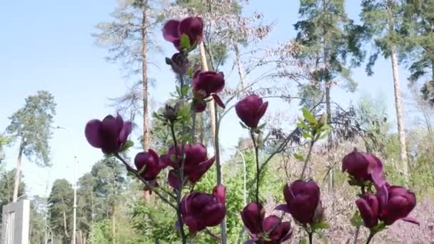 Césped Verde Parque Donde Crecen Las Flores Cerezo Flores Rosadas — Vídeo de stock