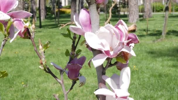 桜が咲く公園の緑の芝生 ピンクの春の花 市内の大きな緑の公園に桜の木が咲いています 桜の並木道を散策 ピンクの春の花 高品質4K映像 — ストック動画