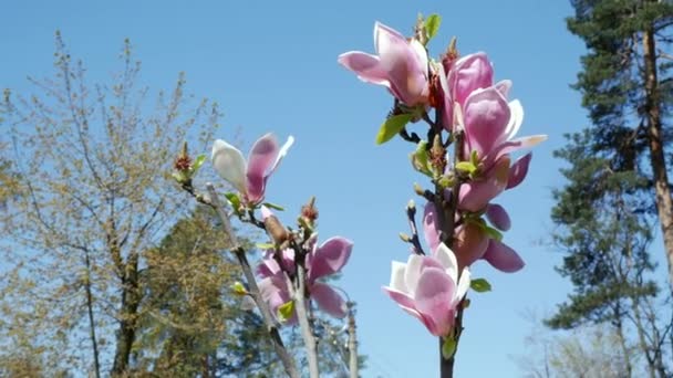 Зелений Газон Парку Цвіте Вишня Рожеві Весняні Квіти Цвітіння Сакури — стокове відео