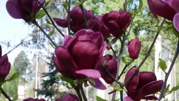 Kvetoucí Magnólie Parku Pozadí Modré Oblohy Jarní Pozadí Jasný Jarní — Stock video
