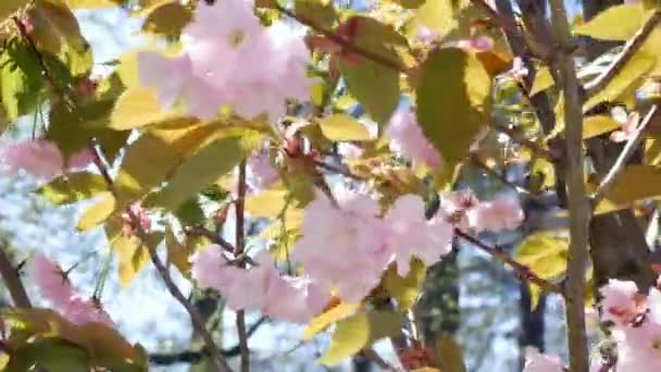 Stora Rosa Körsbär Blommade Maj Rosa Blommor Träd Gren Med — Stockvideo