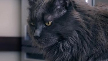 Büyük bıyıklı güzel tüylü bir kedi bir şeye bakar, gözleriyle bir şey arar, kulaklarını oynatır, başını çevirir. Yüksek kalite 4k görüntü