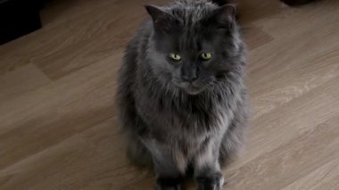 evcil hayvan yerde oturuyor, yalanıyor, sonra dinlenmek için kanepede uzanıyor, büyük sevimli, gri kedi yavrusu, Yüksek kalite 4k görüntü