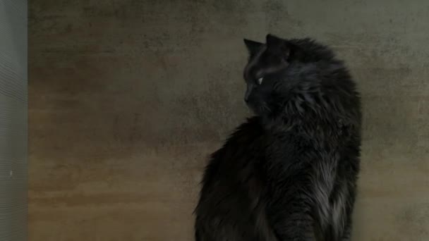 Niedliche Große Flauschige Grüne Augen Maine Coon Katze Posiert Vor — Stockvideo