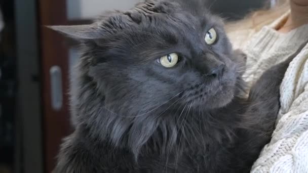 Kucing Domestik Tangan Tercinta Nyonya Rumah Berbulu Abu Abu Maine — Stok Video