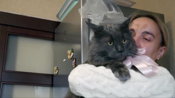 Eine Gesunde Graue Katze Ist Schwer Mit Einer Schleife Hals — Stockvideo