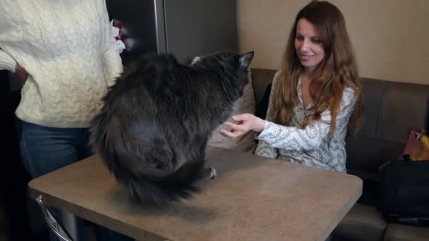 Memeriksa Kualitas Bulu Kucing Menyentuh Bulu Kucing Permukaan Meja Rekaman — Stok Video
