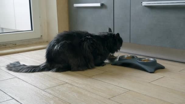 Duży Puszysty Kot Siedzi Podłodze Suche Jedzenie Żuje Tło Szuflady — Wideo stockowe